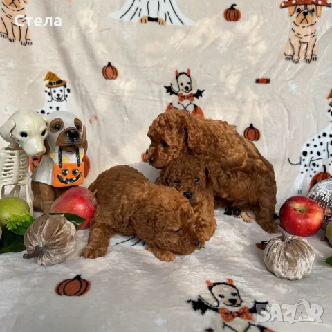 Toy poodle той пудел, снимка 16 - Пудели - 56555077
