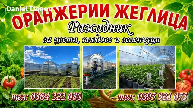КАТАЛОГ РАЗСАДИ, ПРОЛЕТ–ЛЯТО 2027, снимка 9 - Разсади - 56742412