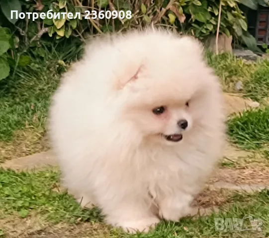 Померан, мъжко померанче 