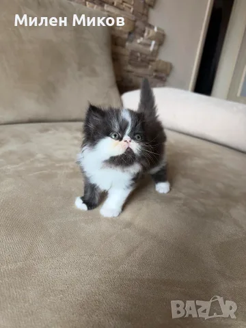 Персийски котета