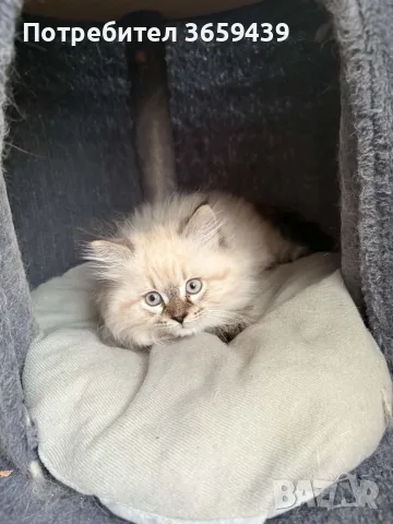Невска маскарадна котка , снимка 5 - Други - 55002921