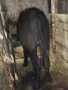мъжко биволче на 5 месеца , снимка 1