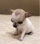 чихуахуа момиченце, снимка 4