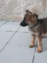 Малки немски овчарски!, снимка 9