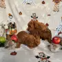 Toy poodle той пудел, снимка 16