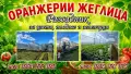 КАТАЛОГ РАЗСАДИ, ПРОЛЕТ–ЛЯТО 2027, снимка 9