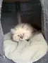 Невска маскарадна котка , снимка 5