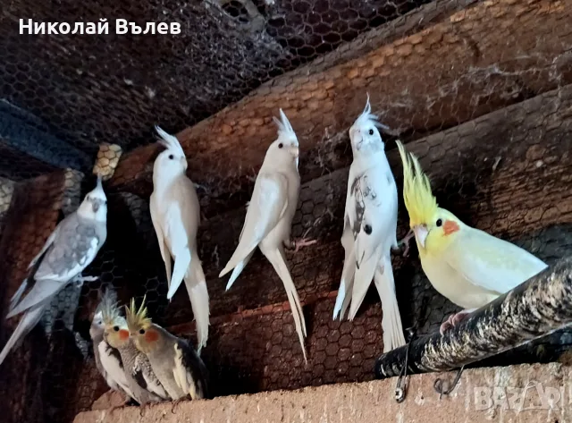  10 Млади корели 
