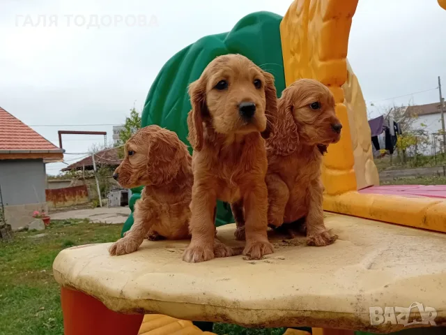 Английски кокер шпаньол