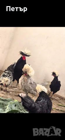 Холандски качулати кокошки и петли