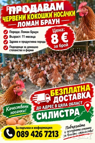 продават се кокошки ломан браун 