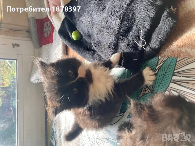 Персийски котета, снимка 2 - Персийска - 56681810