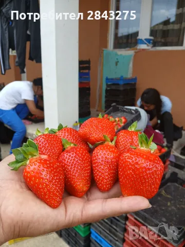 Продавам разсад ягоди ималини