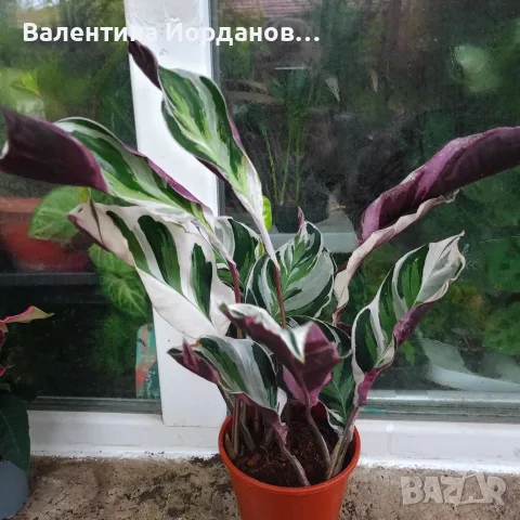 стайни цветя различни видове 