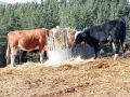 телета за клане и доугояване , снимка 7