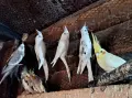  10 Млади корели , снимка 1