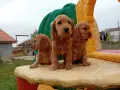 Английски кокер шпаньол, снимка 1