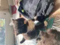 Персийски котета, снимка 2