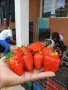 Продавам разсад ягоди ималини, снимка 1