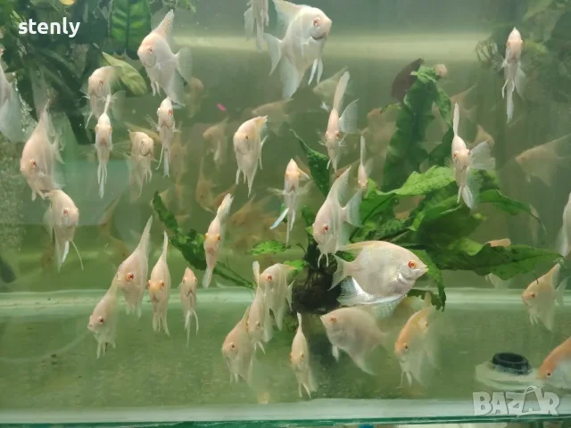 Albino Dantum angelfish, снимка 4 - Рибки - 56737575