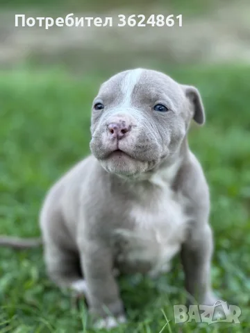 Американско були ХЛ/American Bully Xl