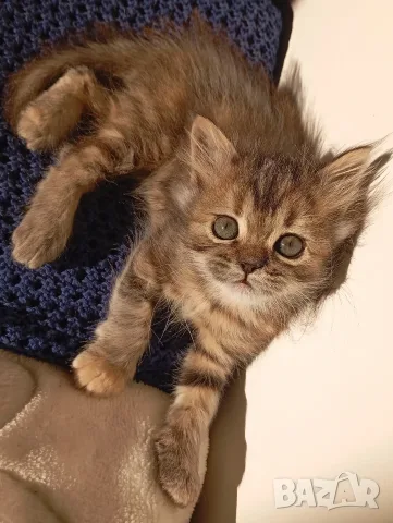 Сибирско котенце, сибирче, момиче, хипоалергенно, коте, сибирска котка