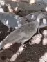 Пауни зелени,опал,чернокрил и спалдинг, снимка 2