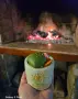 Натурални ароматни свещи, снимка 1