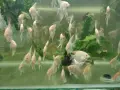 Albino Dantum angelfish, снимка 4