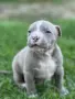 Американско були ХЛ/American Bully Xl, снимка 1