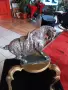 винтич китайски боен кон, снимка 2