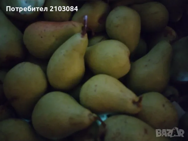 Ябълки и попски круши , снимка 4 - Домашни продукти - 56651030