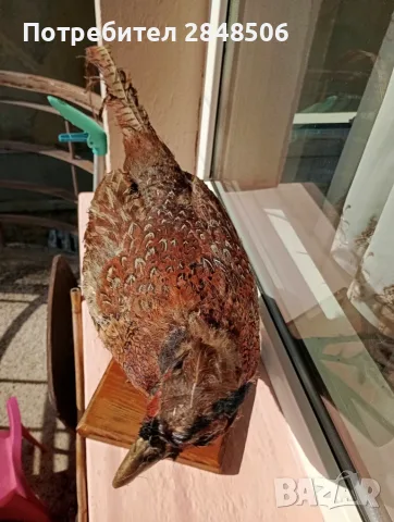 Продавам препариран мъжки фазан, снимка 4 - Други - 56624495