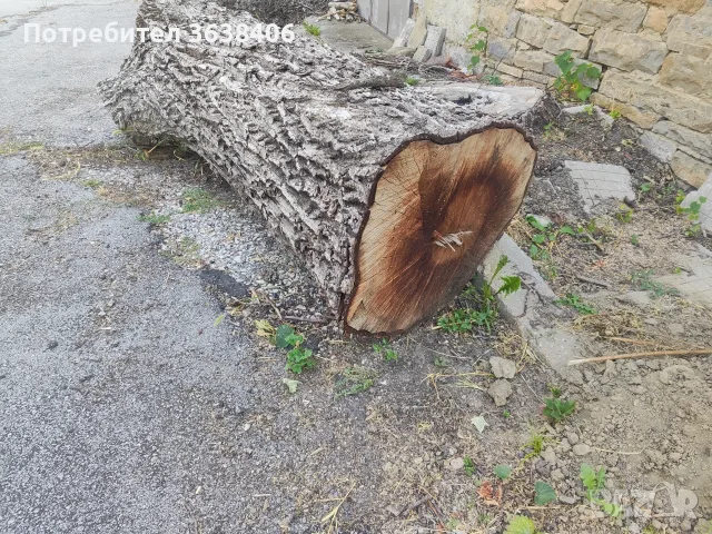 Продава орехово дърво