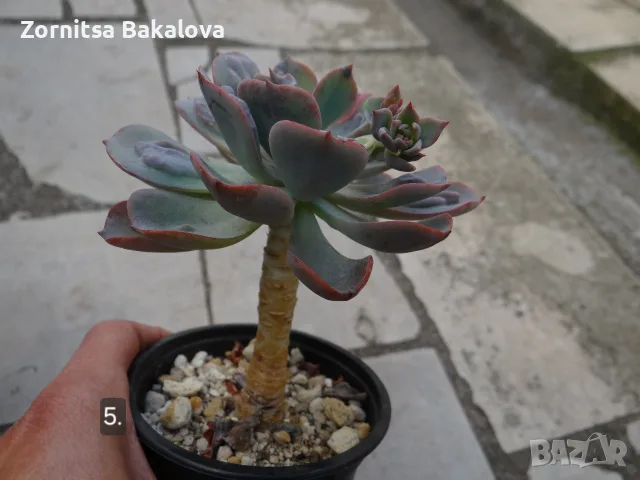 Сукуленти Echeveria различни видове, снимка 10 - Стайни растения - 56716473