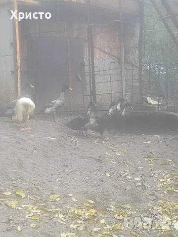 патици "индийски бегач"