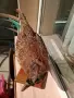 Продавам препариран мъжки фазан, снимка 4