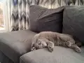 Мъжко британче на 1 г, снимка 3