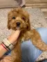 Кавапу куче на три месеца, снимка 2