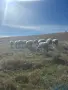 Продавам 13 овце и един коч, снимка 1