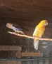 Пенант жълт пастел , снимка 2