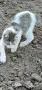 ПОДАРЯВАМ 2 ПРЕКРАСНИ КОТЕТА., снимка 2