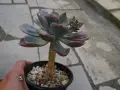 Сукуленти Echeveria различни видове, снимка 10
