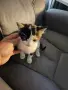 Сладки двумесечни котета, снимка 4