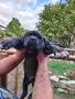 Продавам кученца Кане Корсо , снимка 16