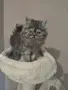 Персийско момченце , снимка 2