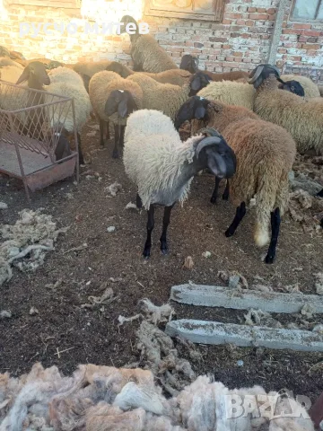 Агнета за разплод и клане, снимка 4 - Овце - 51674999