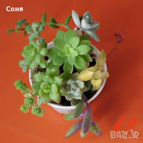 Сукуленти микс вкоренени, снимка 10 - Стайни растения - 56584249