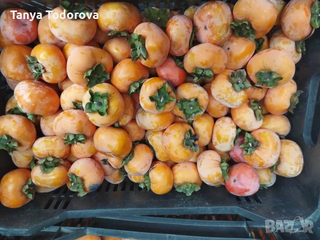 Продавам райска ябълка , снимка 3 - Домашни продукти - 56741712