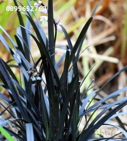 Офиопогон (Ophiopogon 'Nigra') - Черна трева